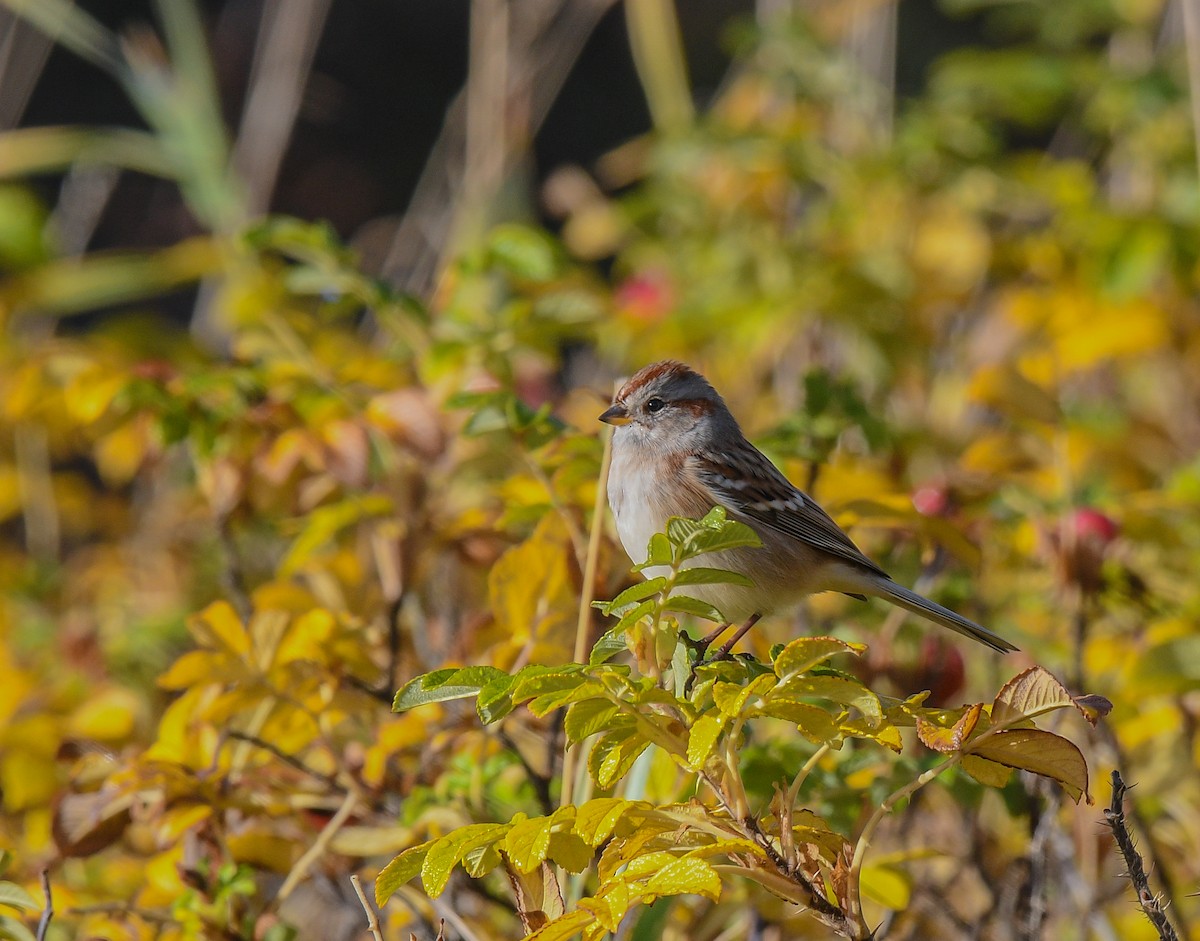 American Tree Sparrow - ML643794429