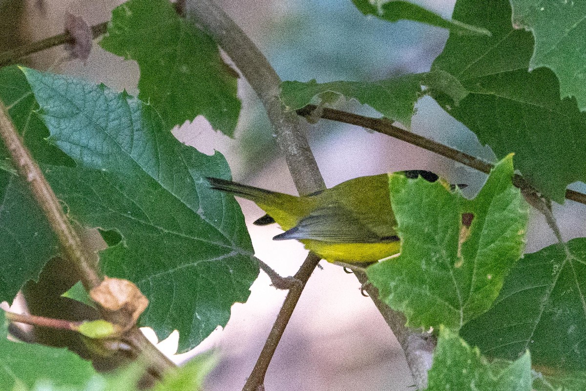 lesňáček čepičatý - ML643794430