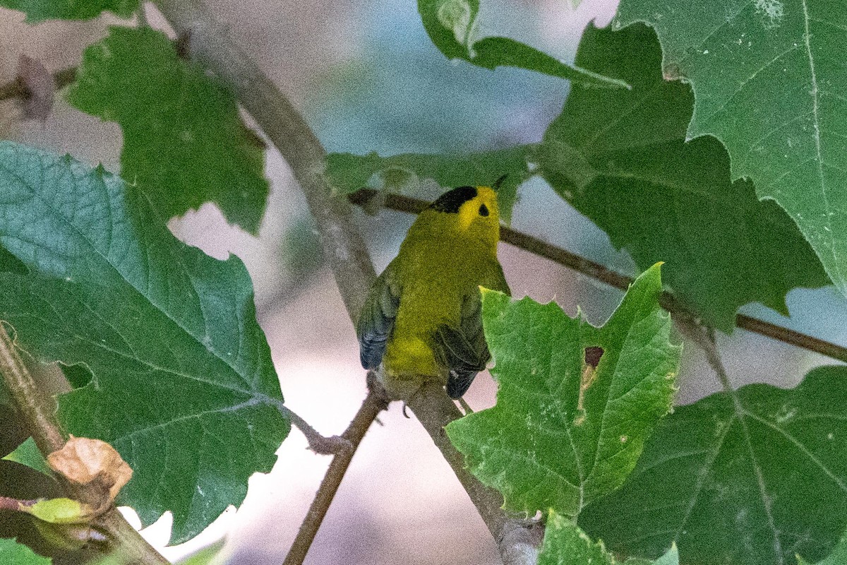 lesňáček čepičatý - ML643794431