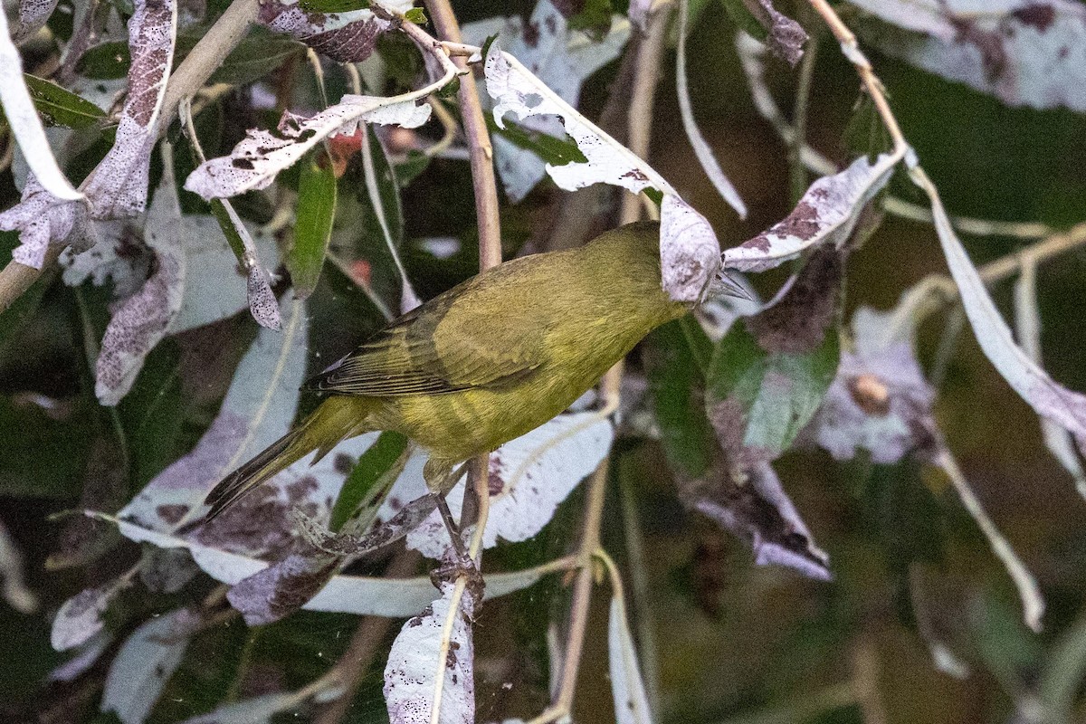 lesňáček hvězdičkový - ML643794438