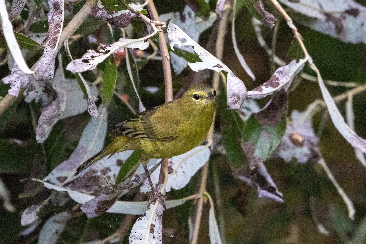 lesňáček hvězdičkový - ML643794439