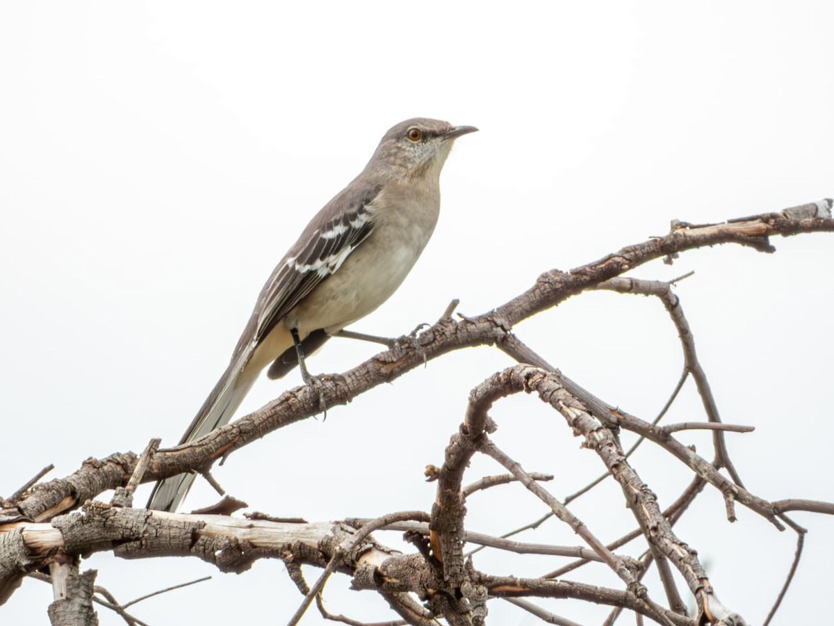 Northern Mockingbird - ML643794440