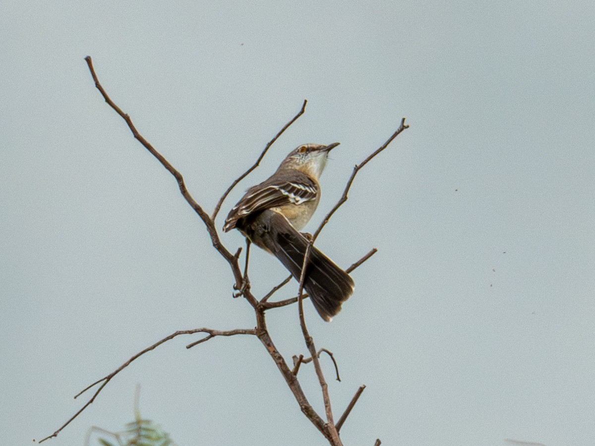 Northern Mockingbird - ML643794442