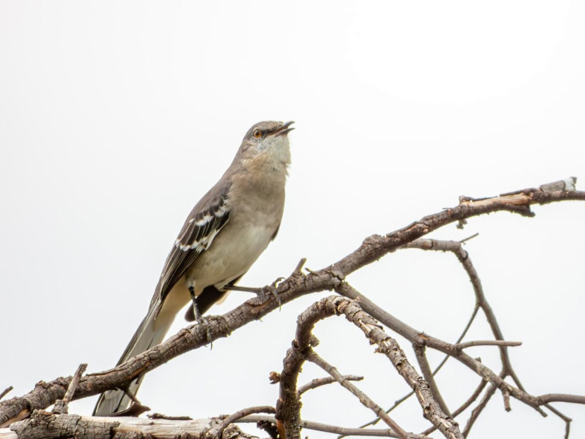 Northern Mockingbird - ML643794443