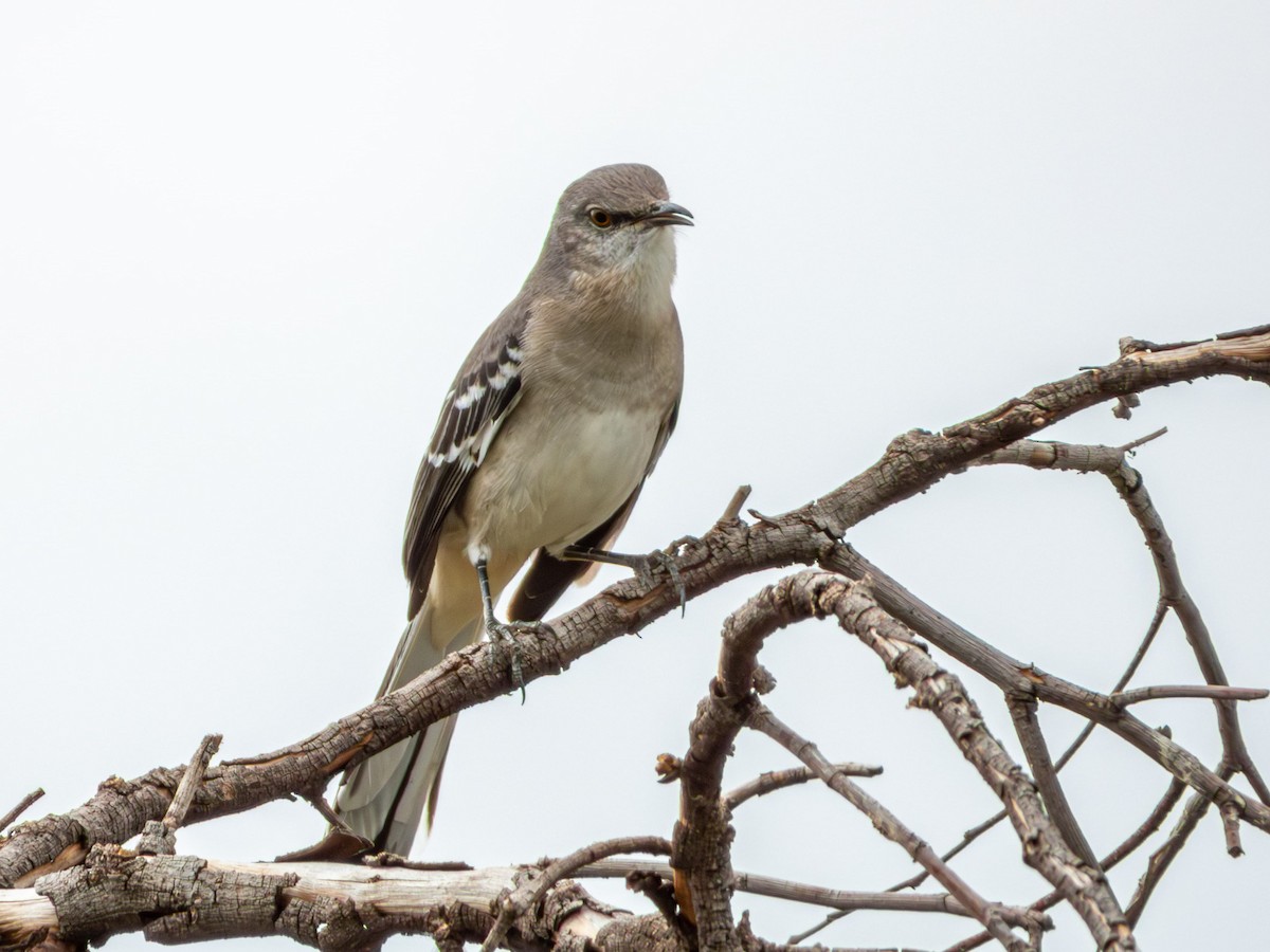 Northern Mockingbird - ML643794444