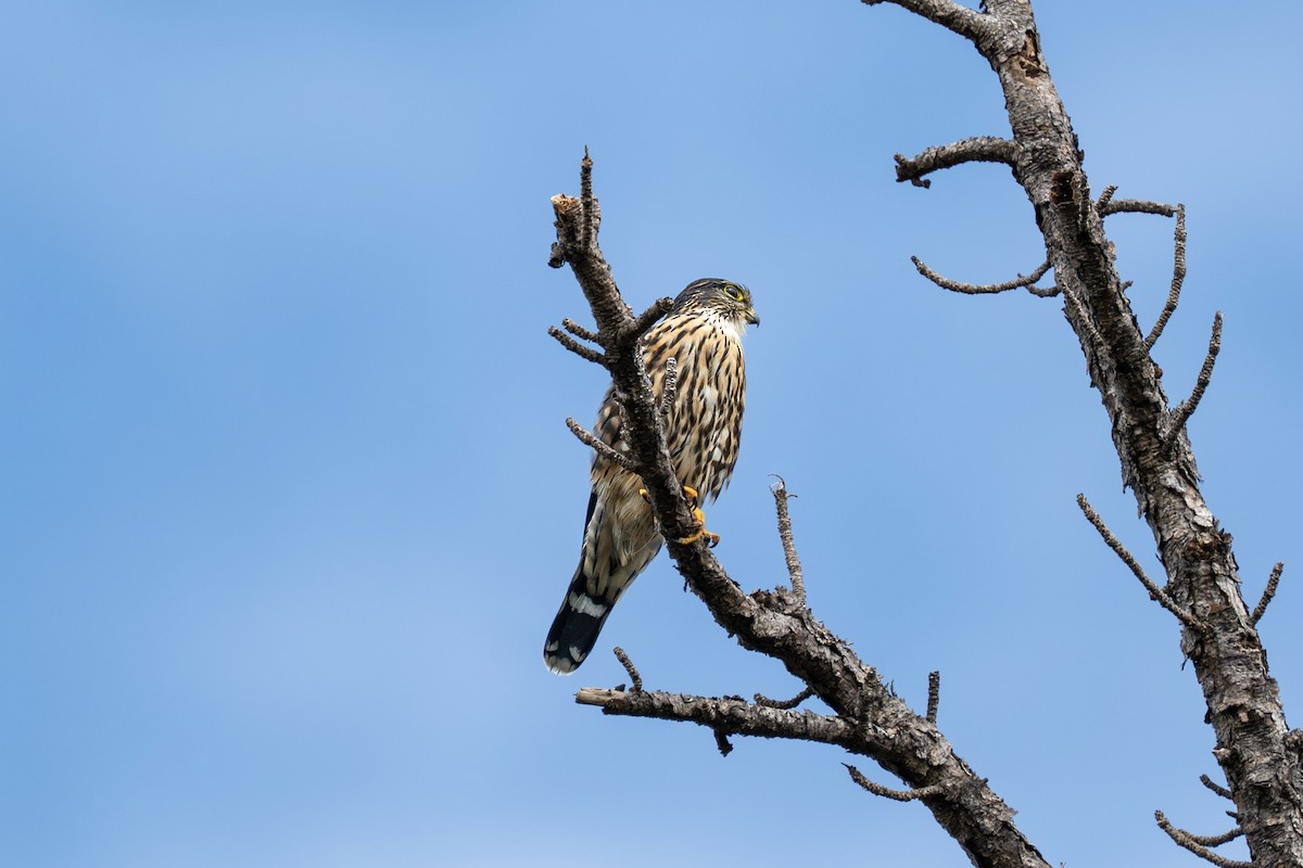 Merlin - ML643794463