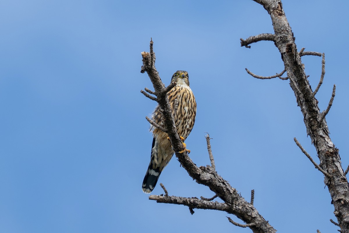 Merlin - ML643794464