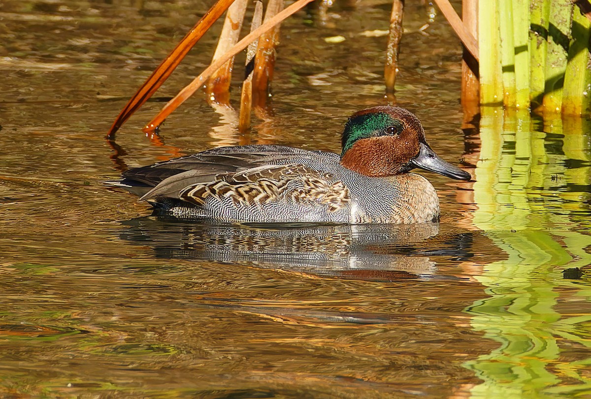 Green-winged Teal - ML643794488