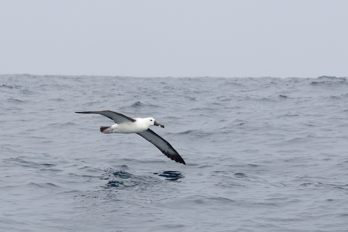 Indian Yellow-nosed Albatross - ML643794505