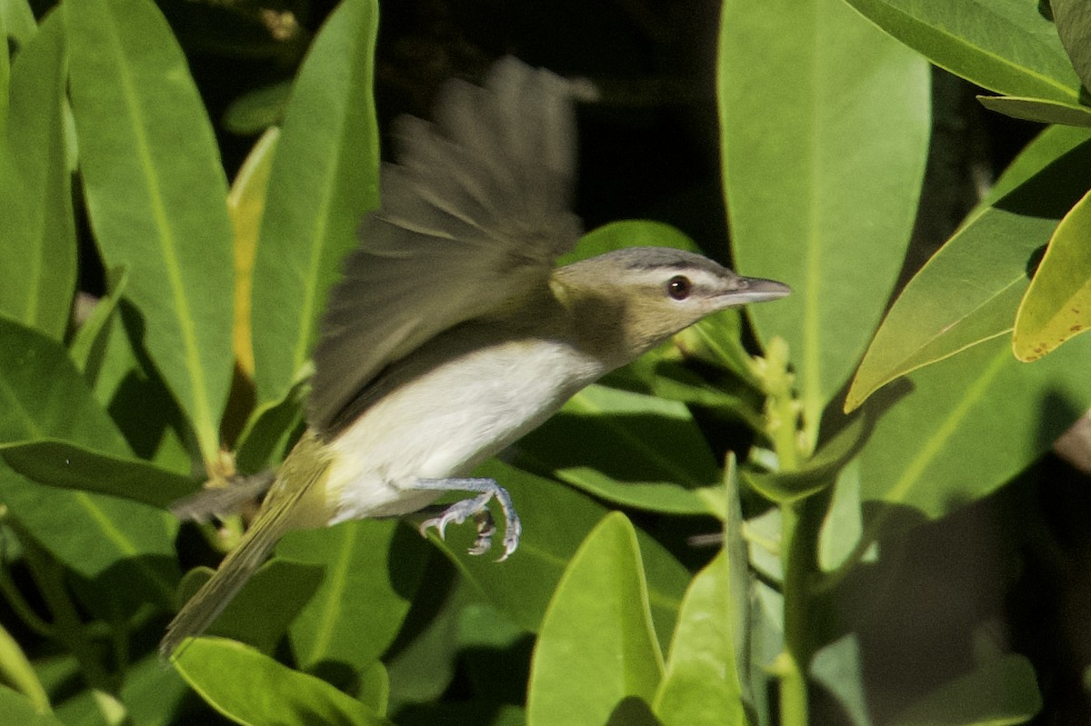 Vireo occhirossi - ML643794525