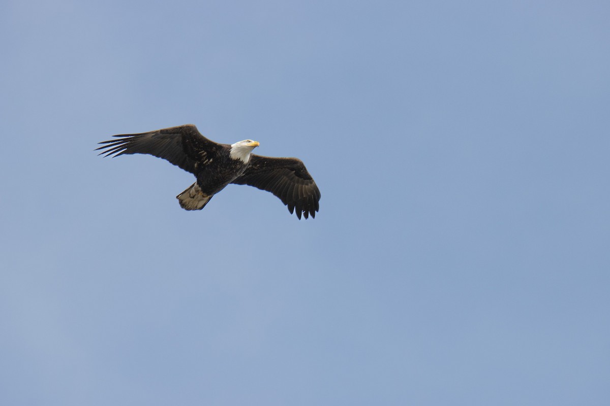 Bald Eagle - ML643794528