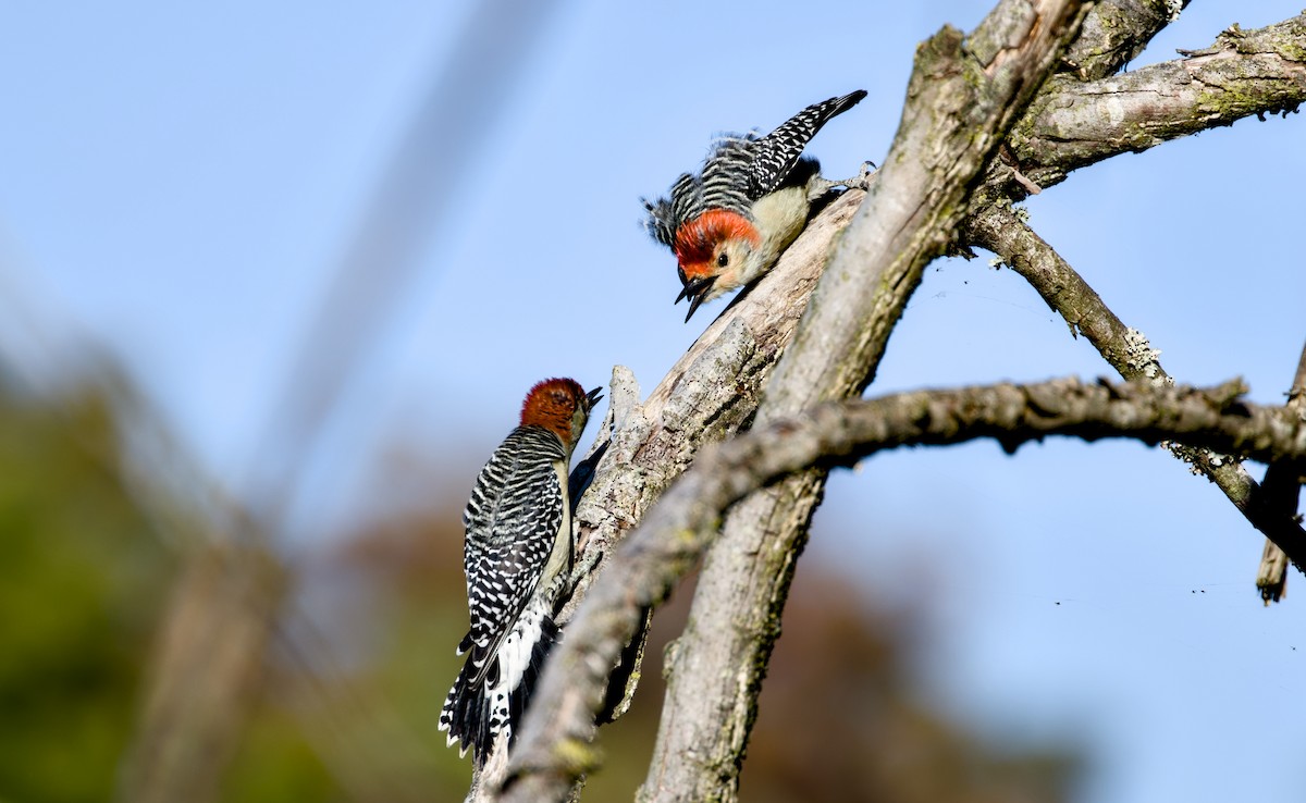 Red-bellied Woodpecker - ML643794536