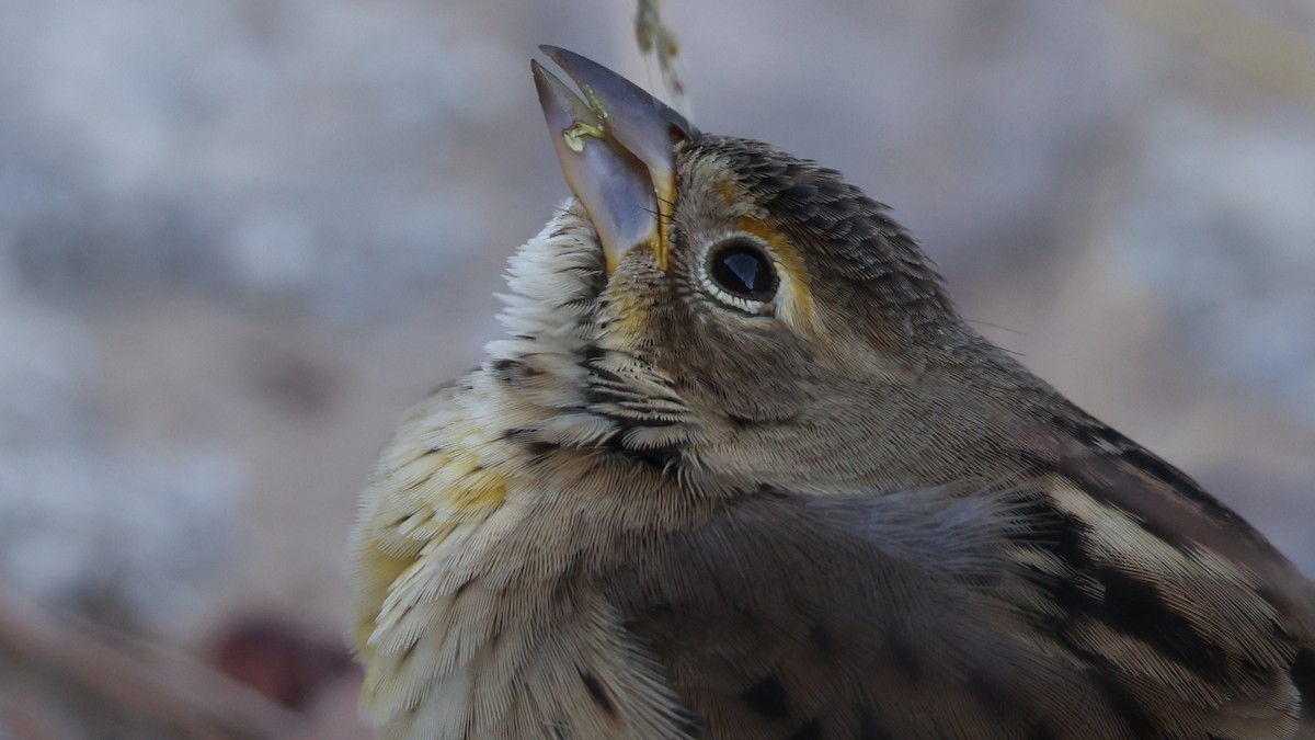 Dickcissel - ML643794537