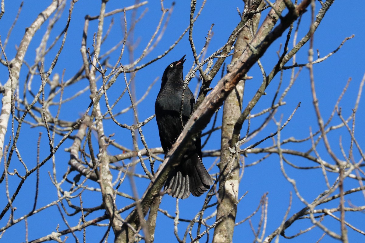 Rusty Blackbird - ML643794545