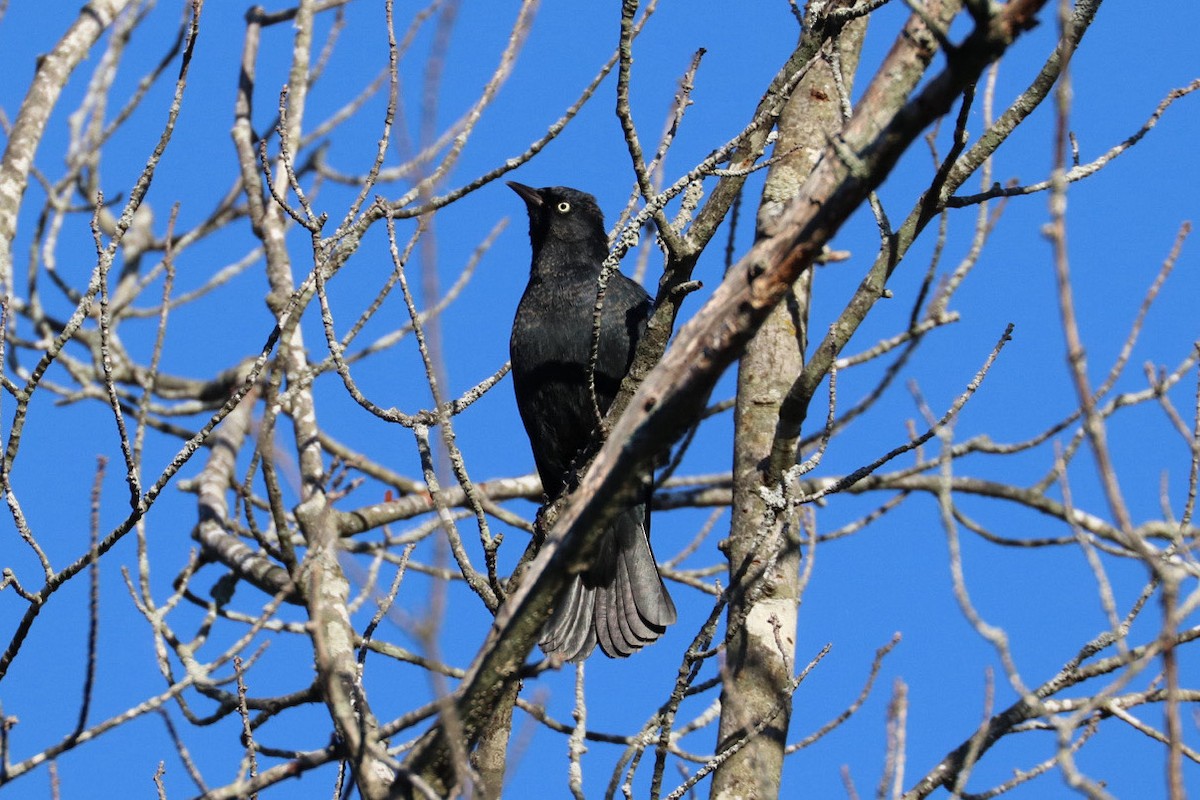 Rusty Blackbird - ML643794546