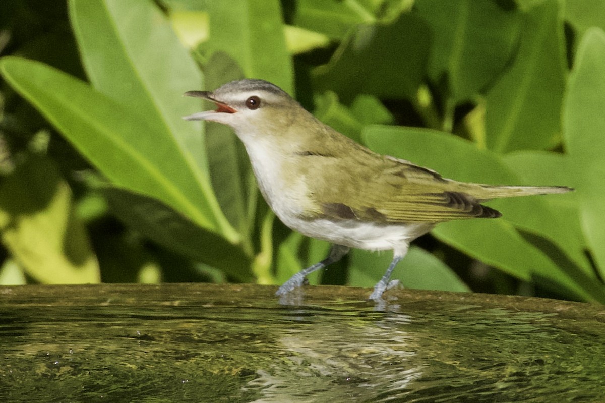 Vireo occhirossi - ML643794562