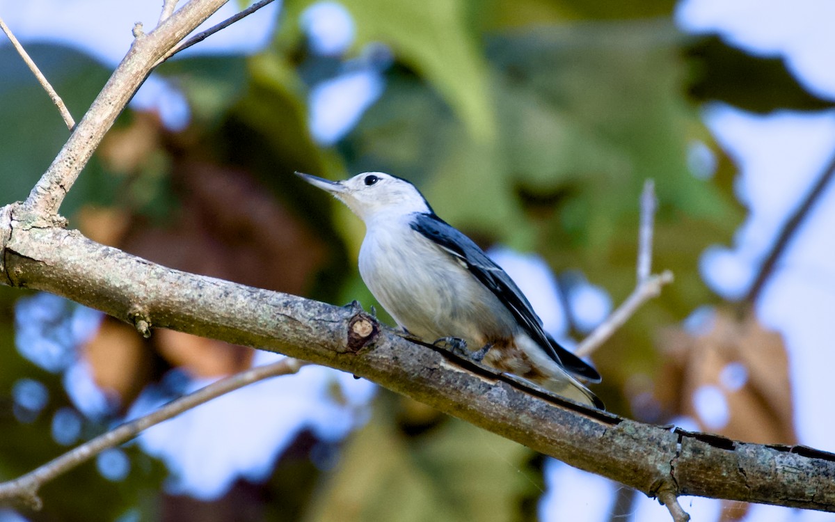 White-breasted Nuthatch - ML643794572