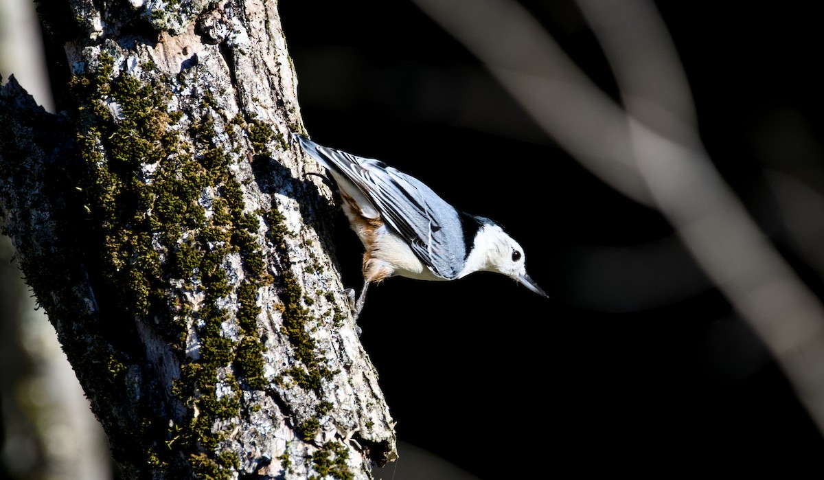 White-breasted Nuthatch - ML643794573