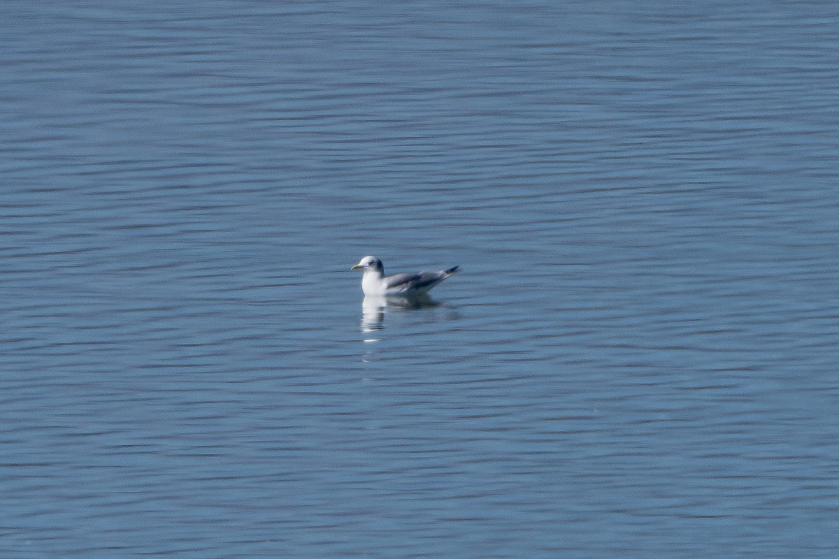 Mouette tridactyle - ML643794580