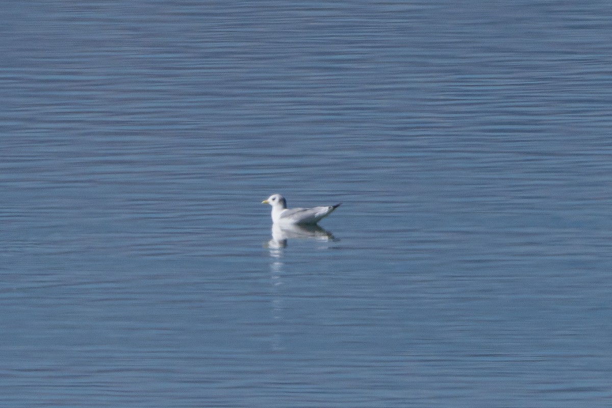 Mouette tridactyle - ML643794581