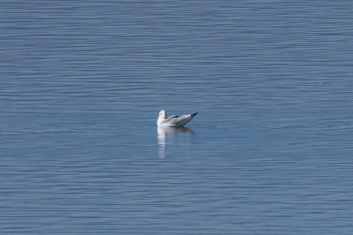 Mouette tridactyle - ML643794583