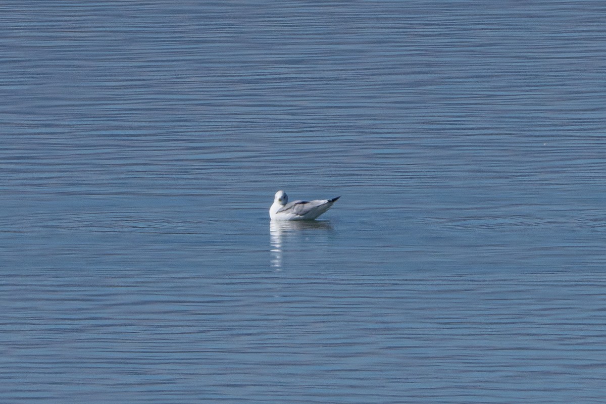 Mouette tridactyle - ML643794584