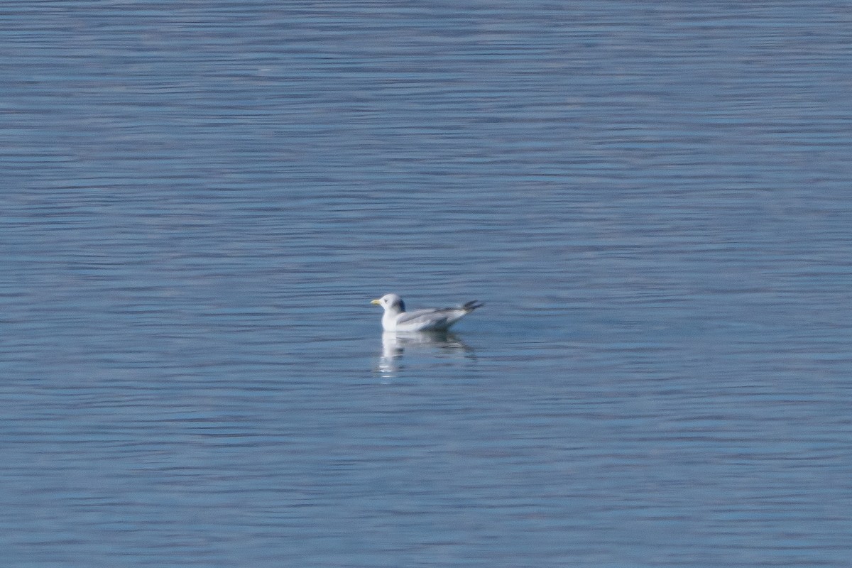 Mouette tridactyle - ML643794585