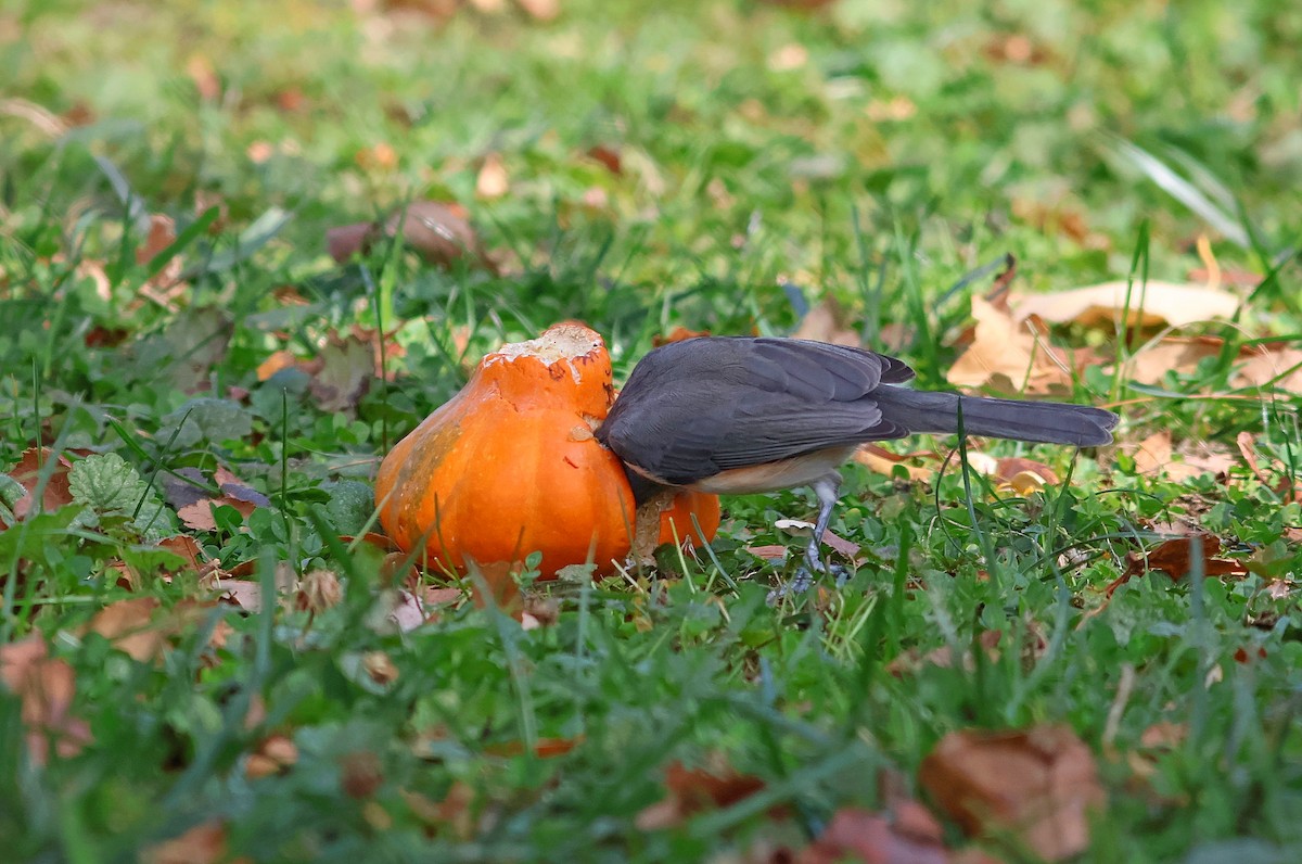 Tufted Titmouse - ML643794600
