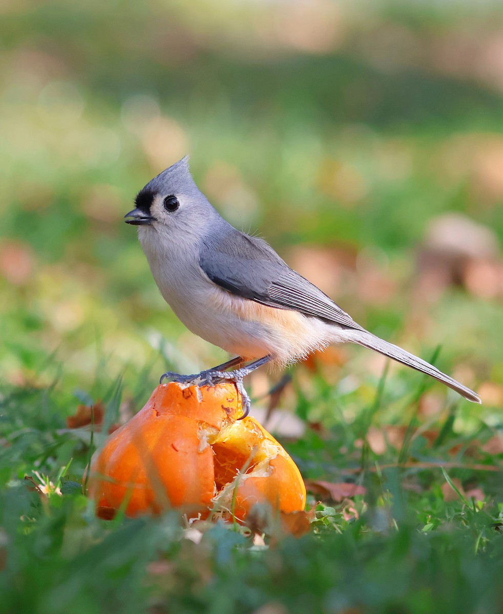 Tufted Titmouse - ML643794601