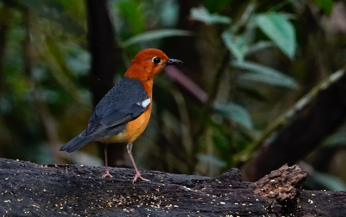 Orange-headed Thrush - ML643794602