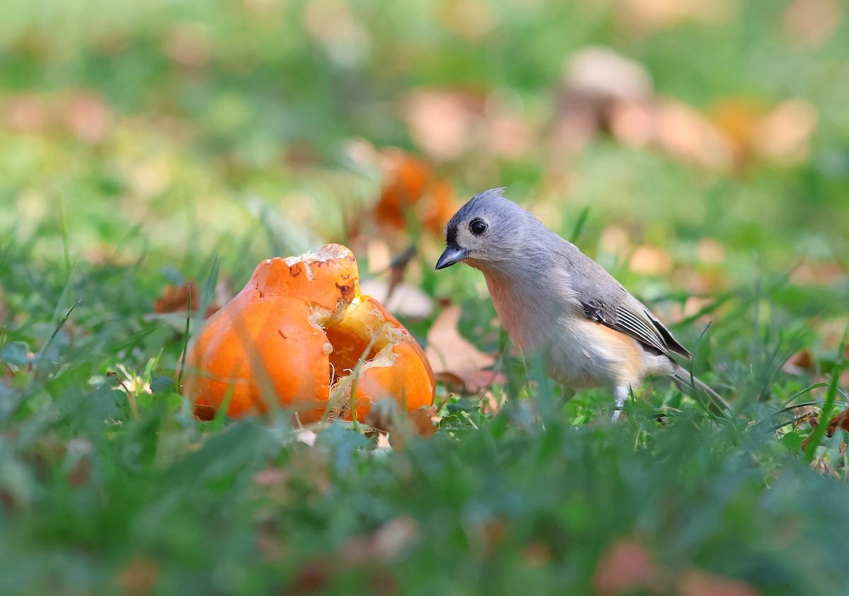 Tufted Titmouse - ML643794604
