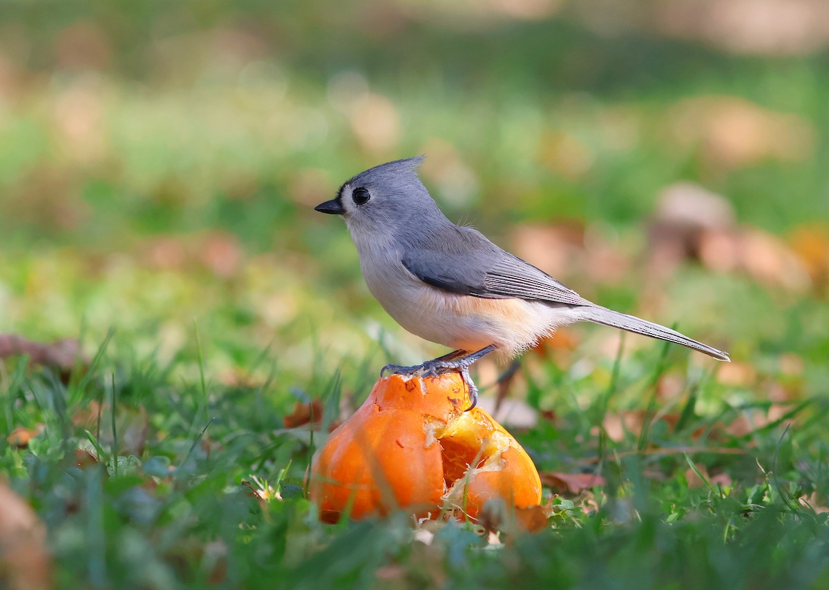 Tufted Titmouse - ML643794605
