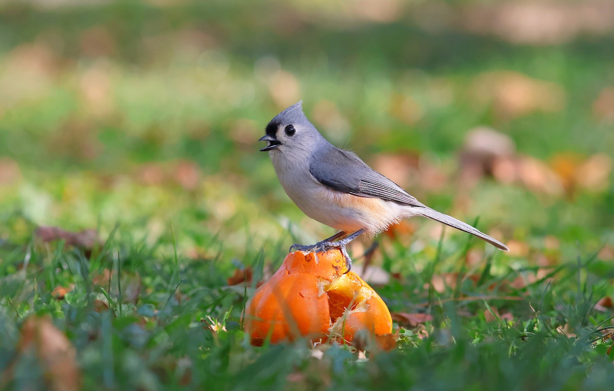 Tufted Titmouse - ML643794606