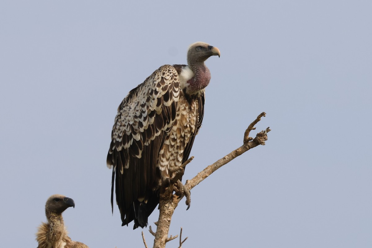 Rüppell's Griffon - ML643794620