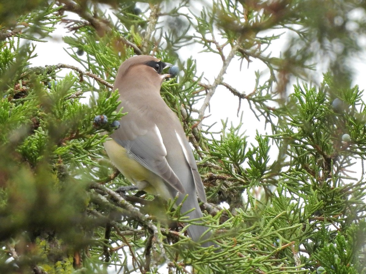 Cedar Waxwing - ML643794647