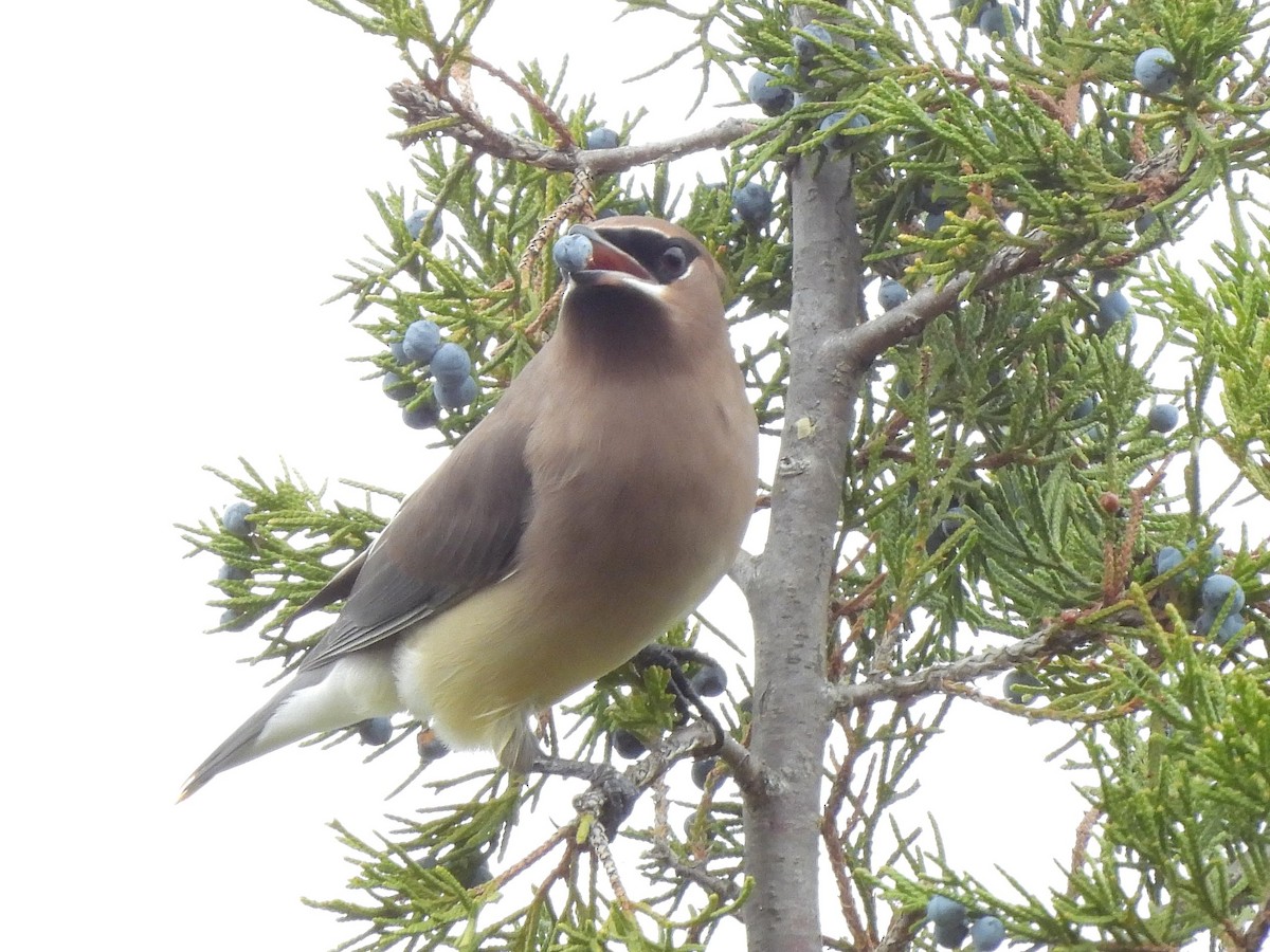 Cedar Waxwing - ML643794660