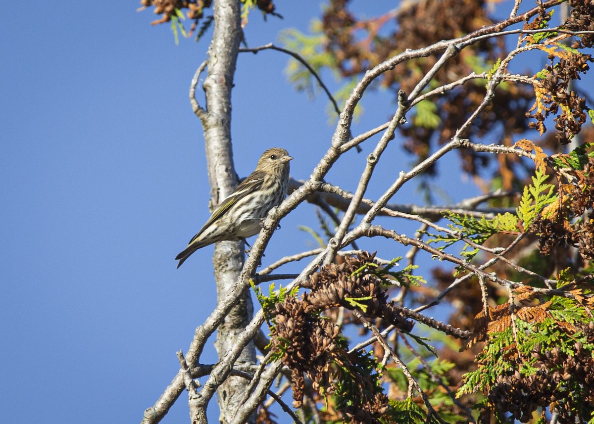 Pine Siskin - ML643794674