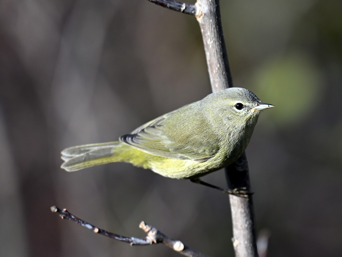 Orange-crowned Warbler - ML643794681