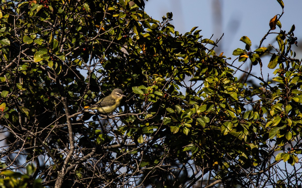 Philadelphia Vireo - ML643794685