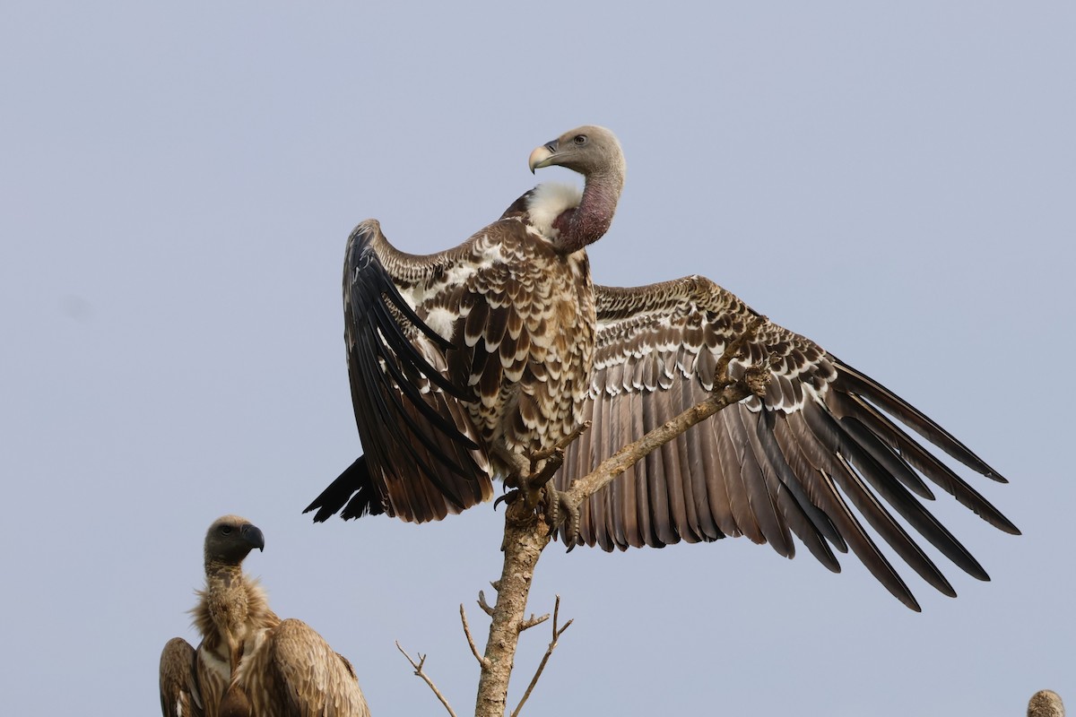 Rüppell's Griffon - ML643794692