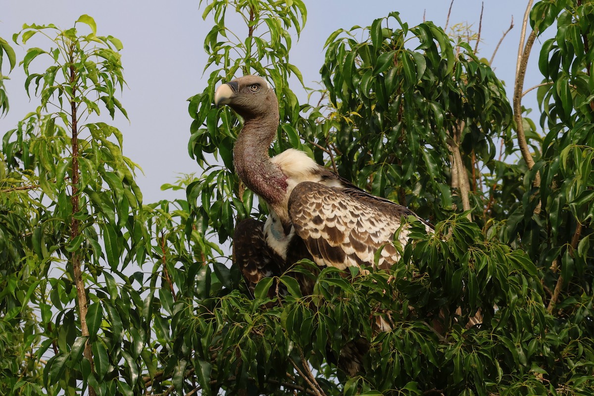 Rüppell's Griffon - ML643794693