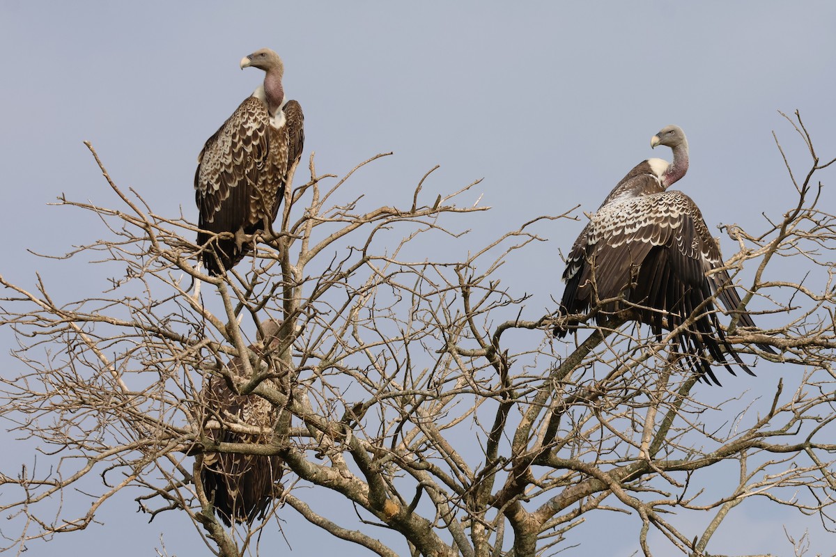 Rüppell's Griffon - ML643794694