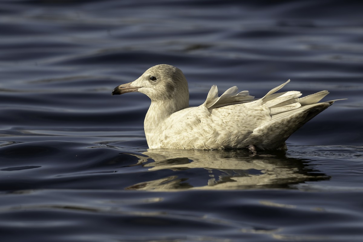Glaucous Gull - ML643794696