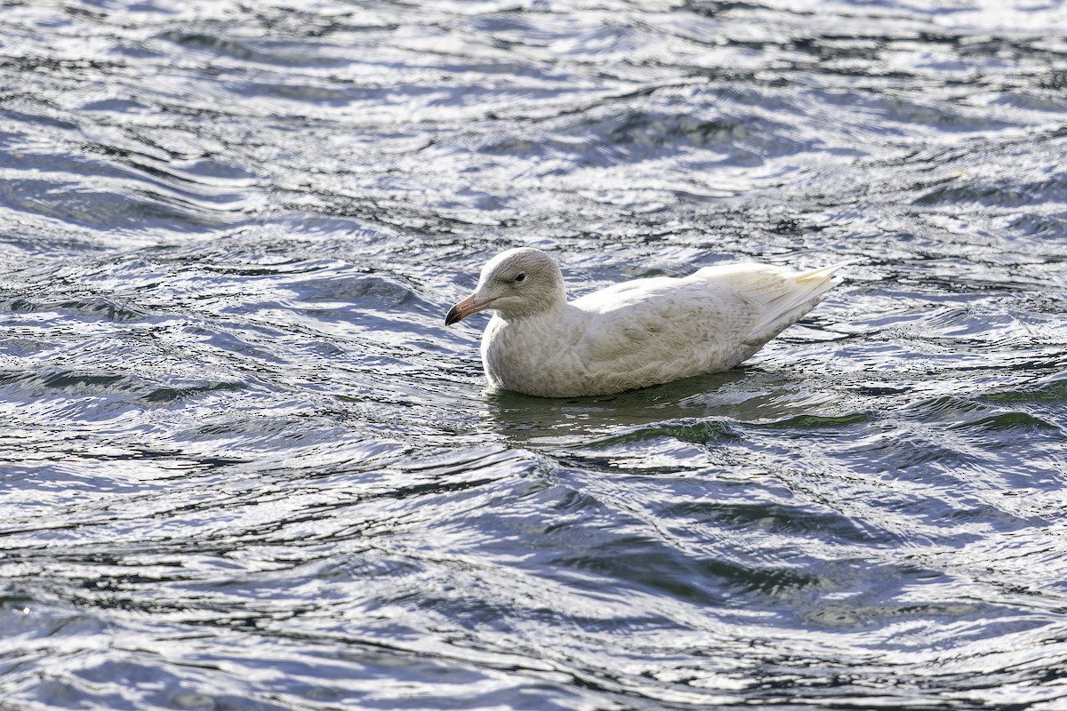 Glaucous Gull - ML643794697