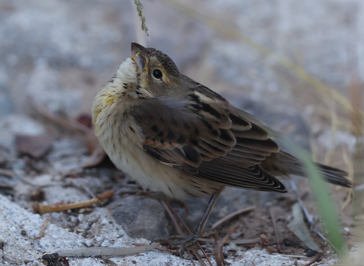 Dickcissel - ML643794698