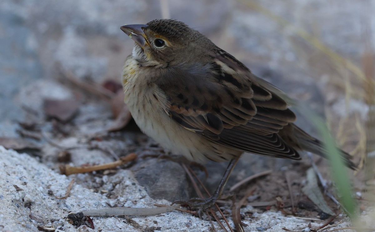Dickcissel - ML643794699