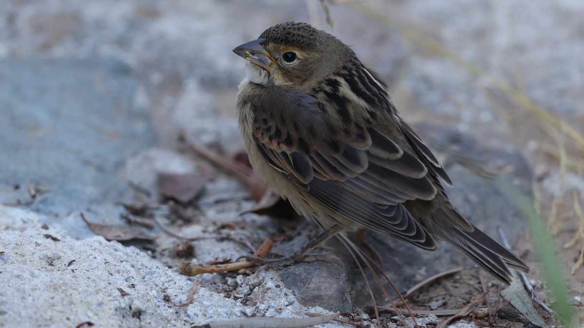 Dickcissel - ML643794700