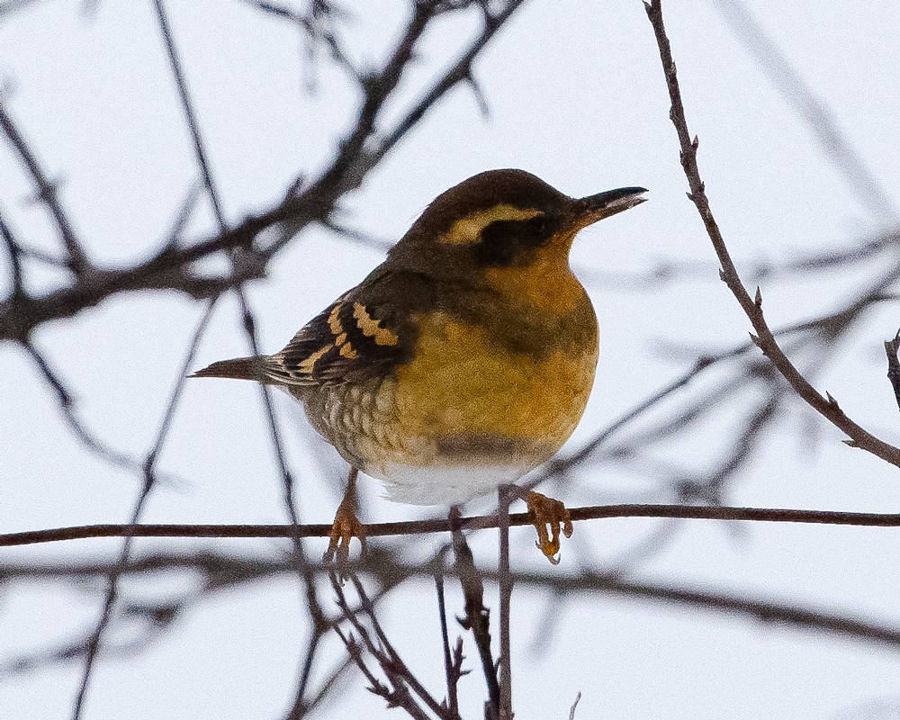 Turuncu Ardıç - ML643794707