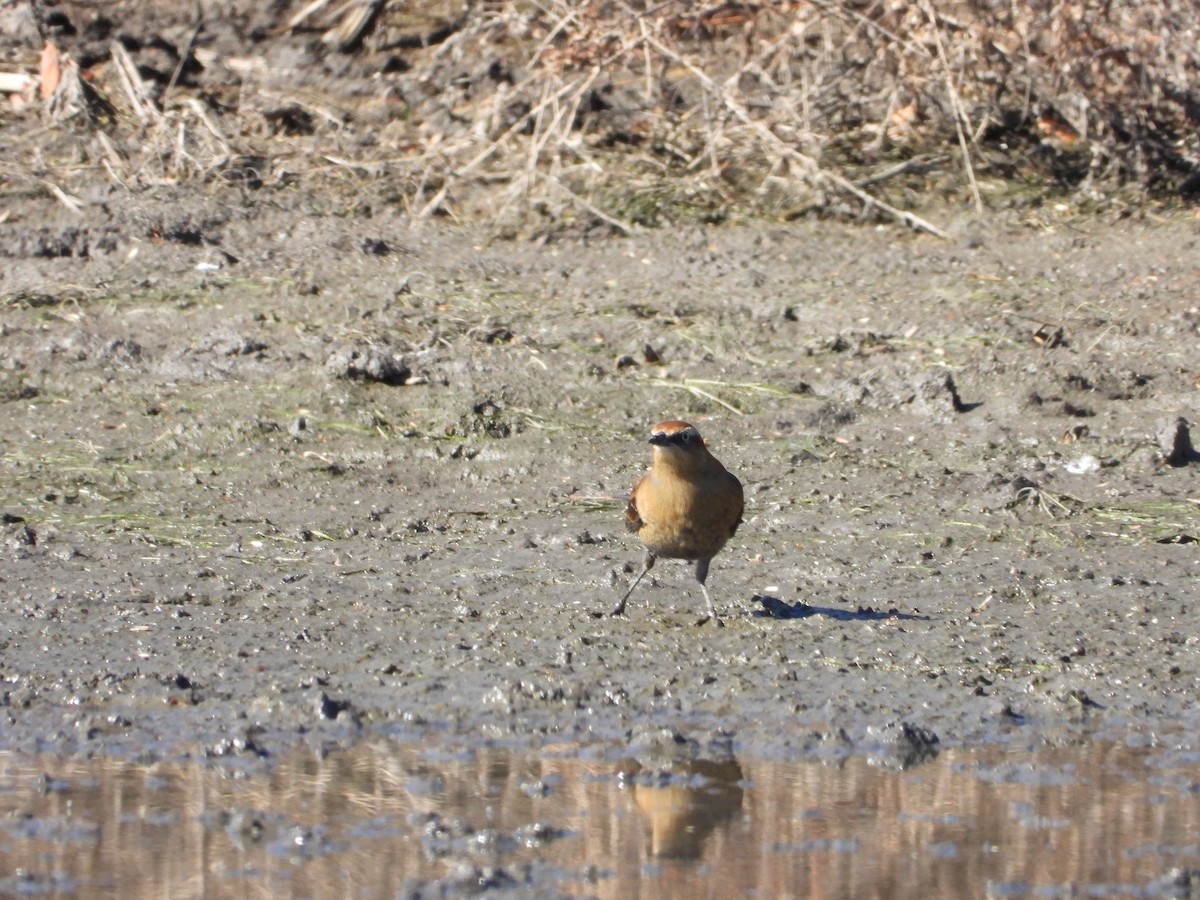 Rusty Blackbird - ML643794714