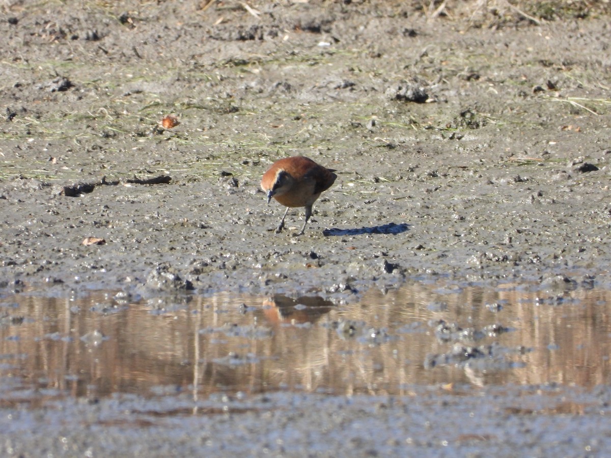 Rusty Blackbird - ML643794716